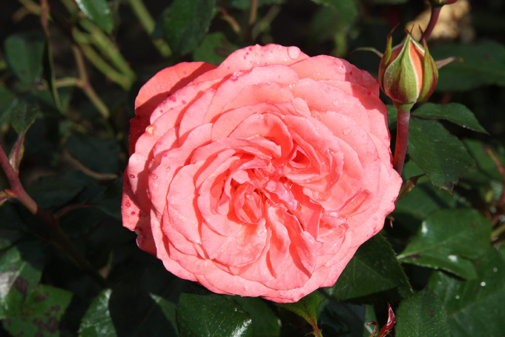 růže Schackenborg Castle