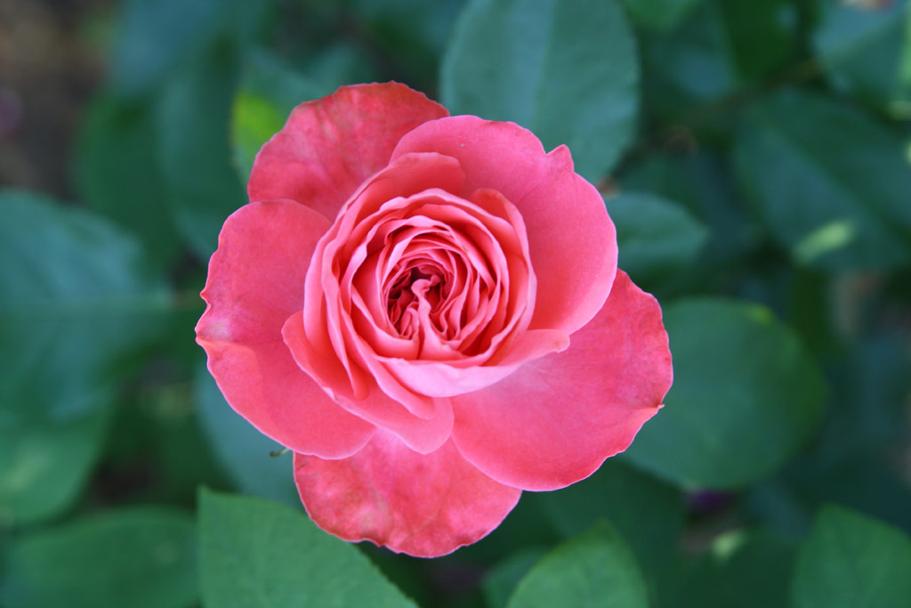 růže Schackenborg Castle