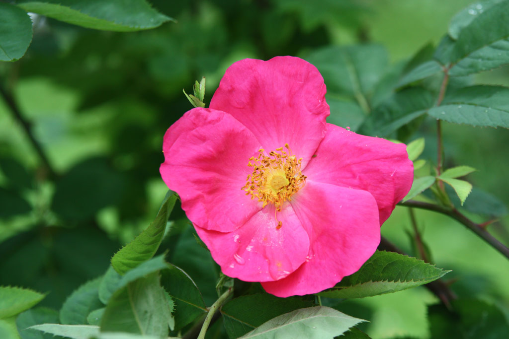 růže Scharlachglut