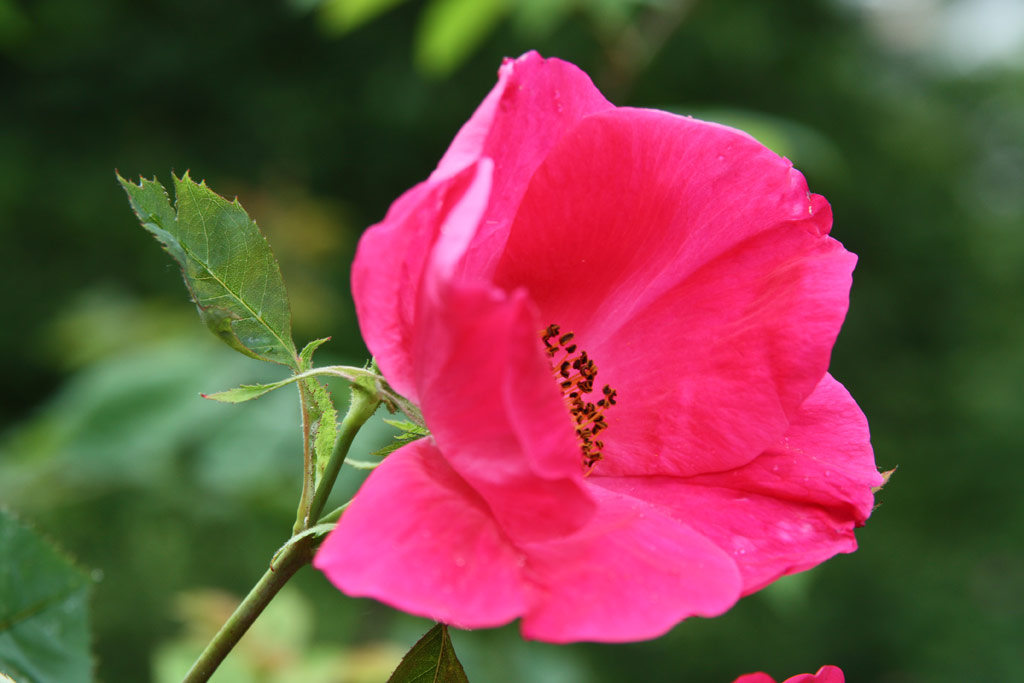 růže Scharlachglut