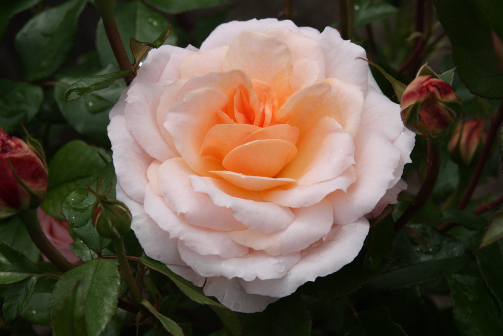 růže Schloss Eutin