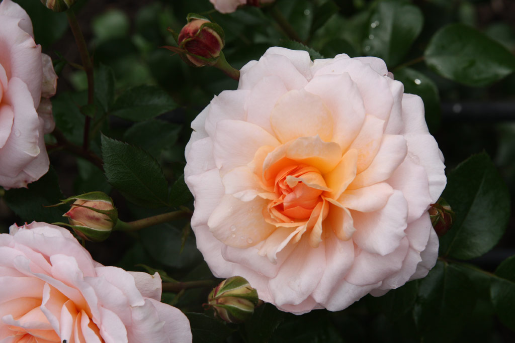 růže Schloss Eutin