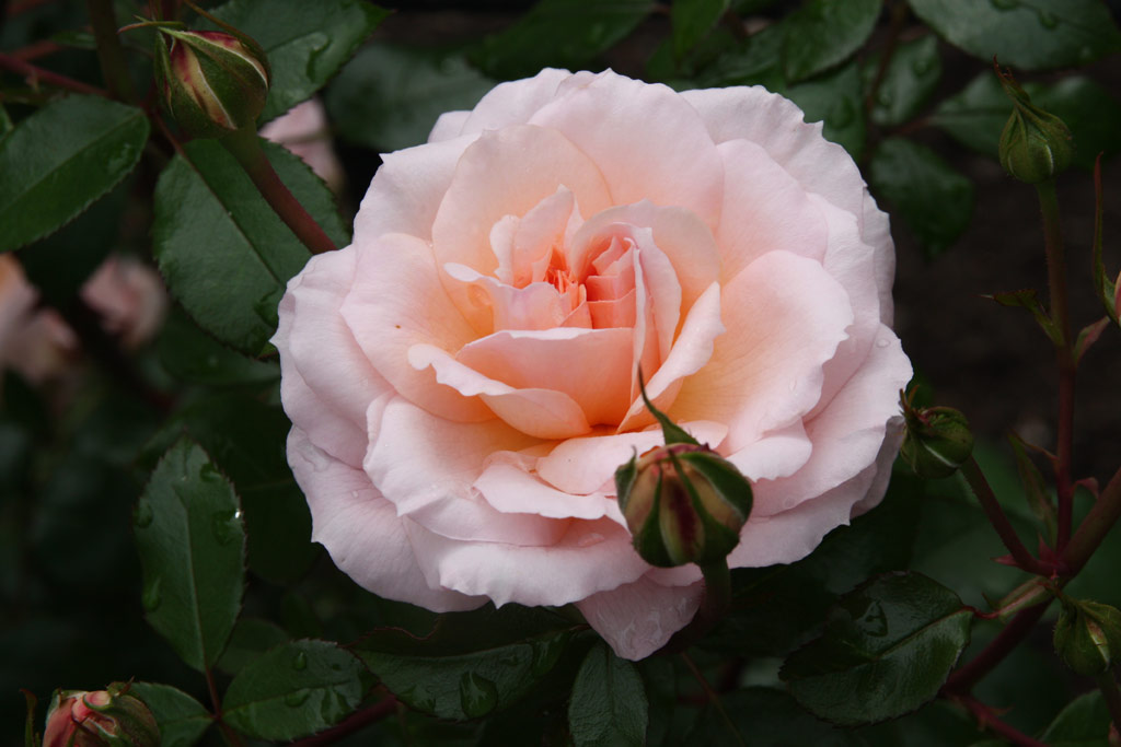 růže Schloss Eutin