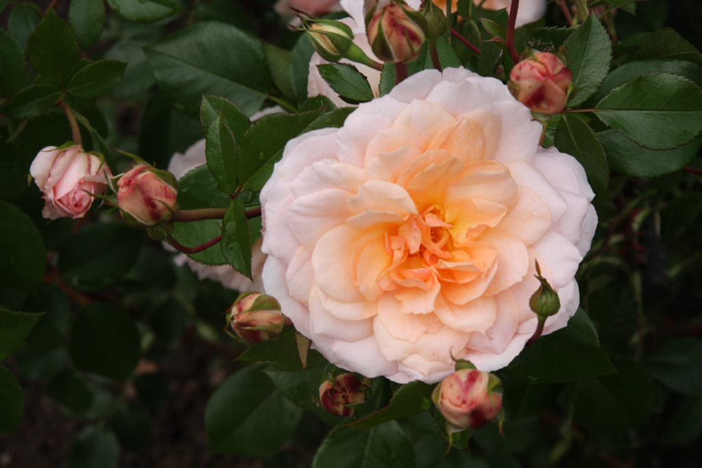 růže Schloss Eutin