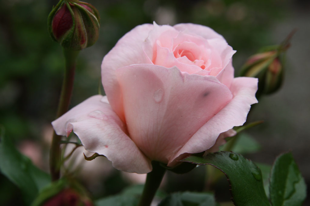 růže Schloss Eutin