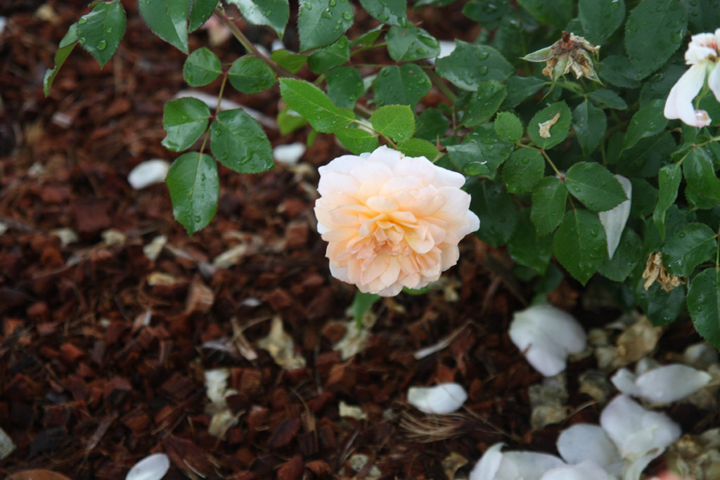 růže Schloss Eutin