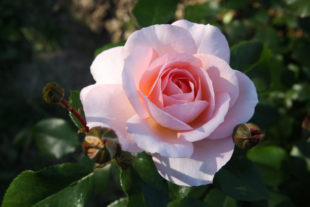 růže Schloss Eutin