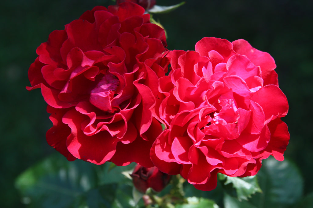 růže Schloss Pillnitz