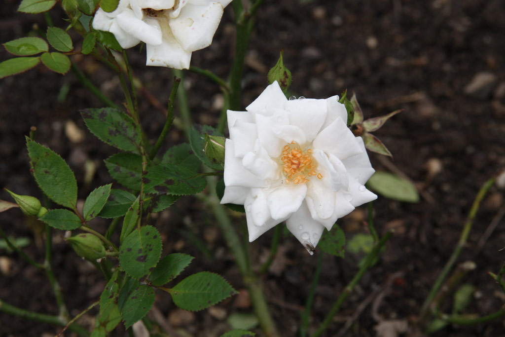 růže Schneeksschen