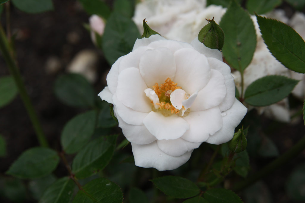 růže Schneeksschen