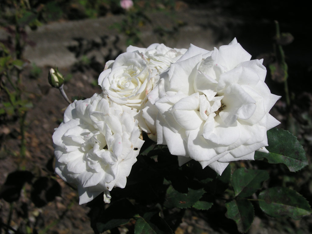 růže Schneeprinzessin