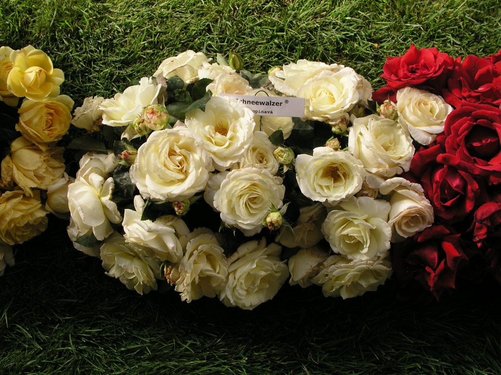 růže Schneewalzer