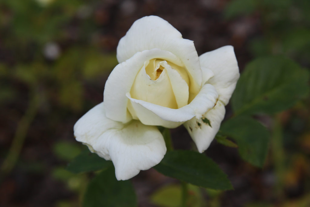 růže Schneeweisschen