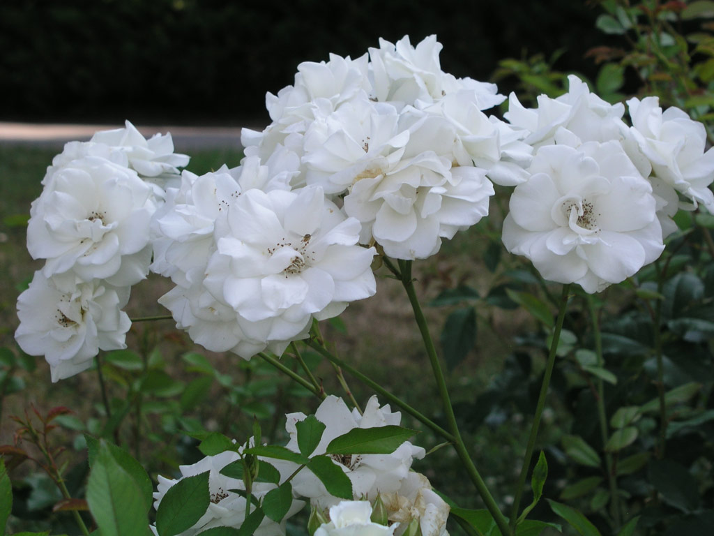 růže Schneewittchen