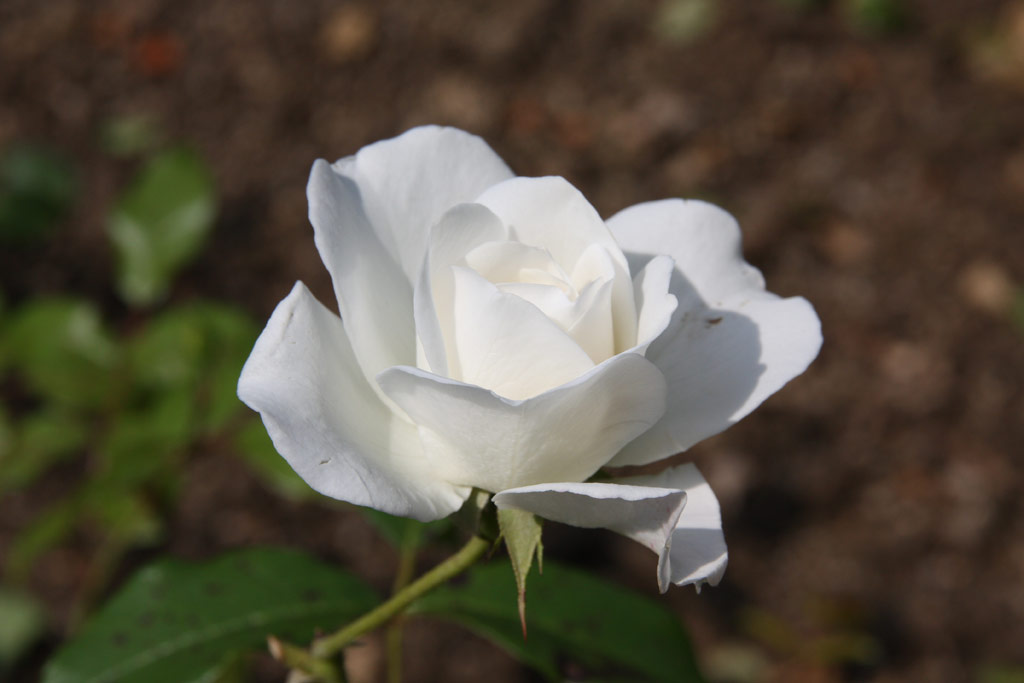 růže Schneewittchen