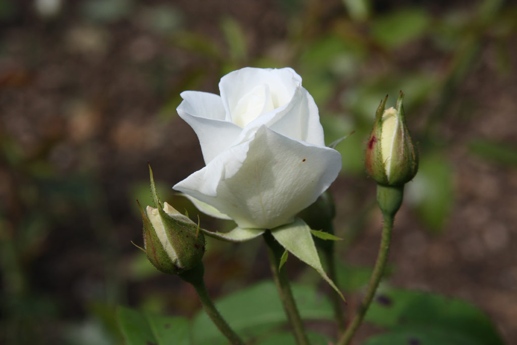 růže Schneewittchen