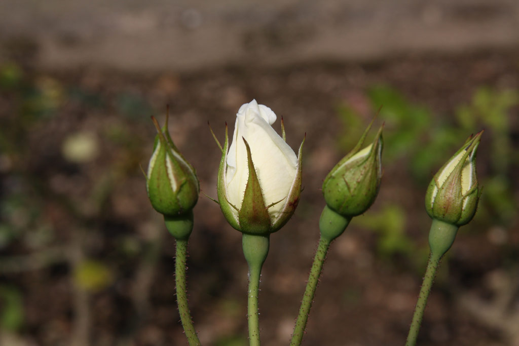 růže Schneewittchen