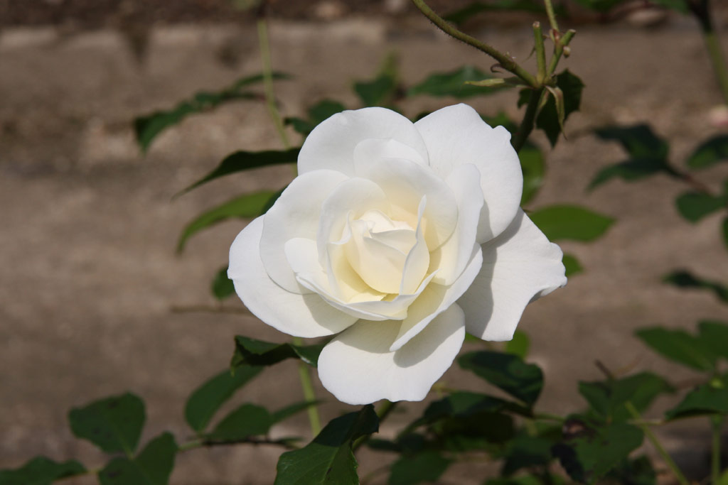 růže Schneewittchen