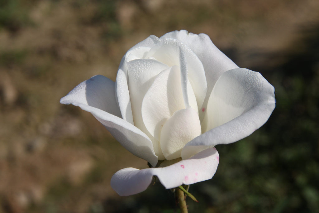 růže Schneewittchen