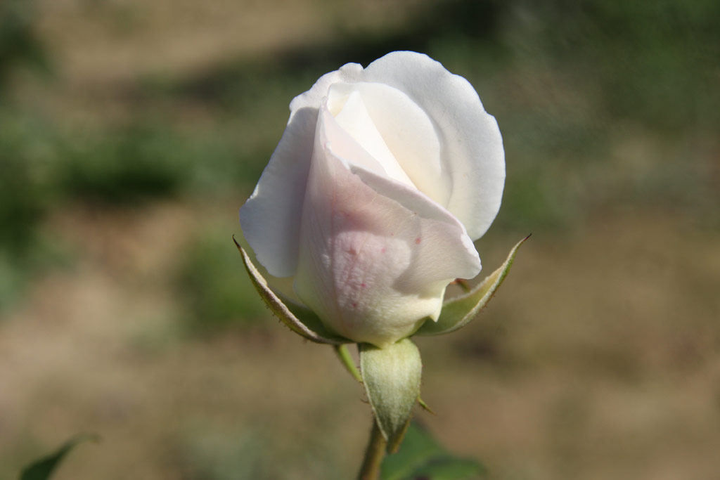 růže Schneewittchen