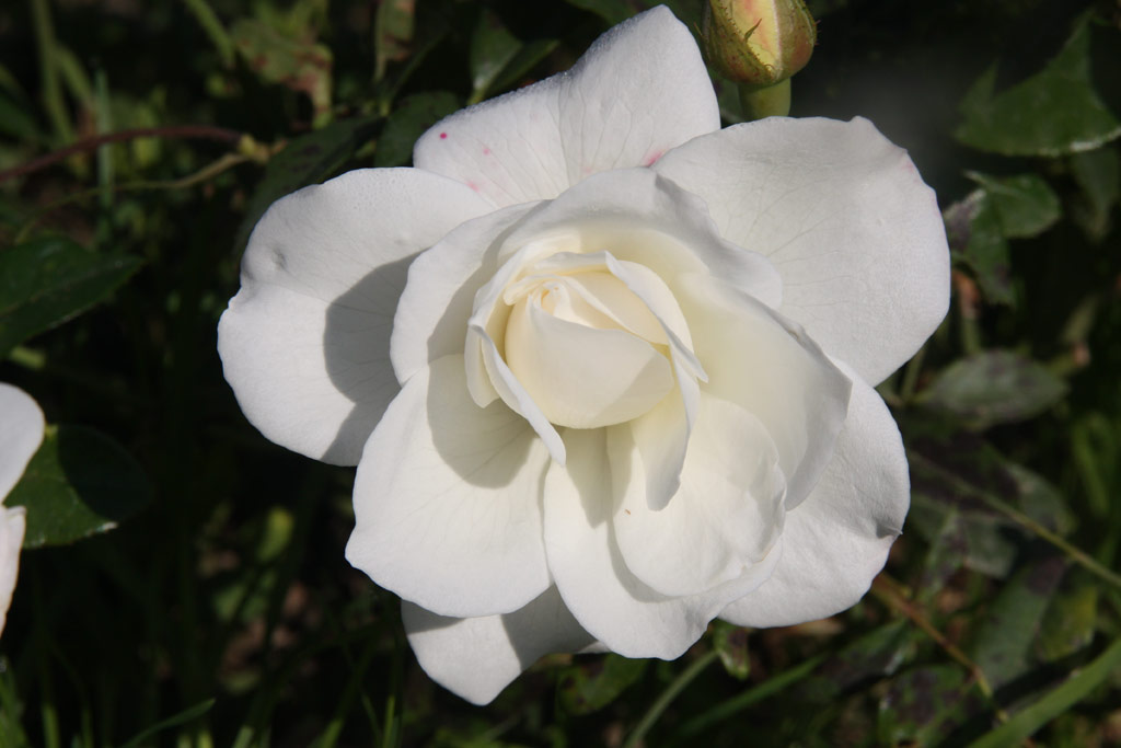 růže Schneewittchen