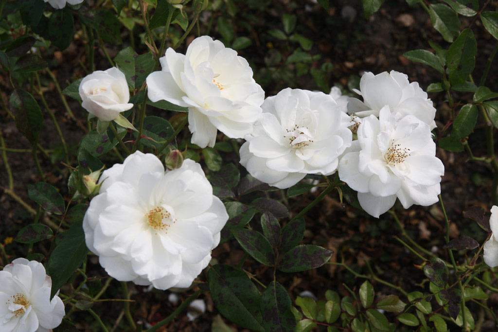 růže Schneewittchen