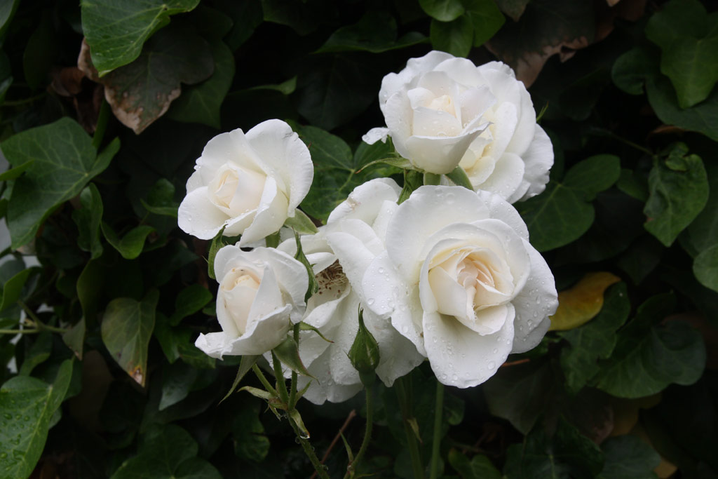 růže Schneewittchen