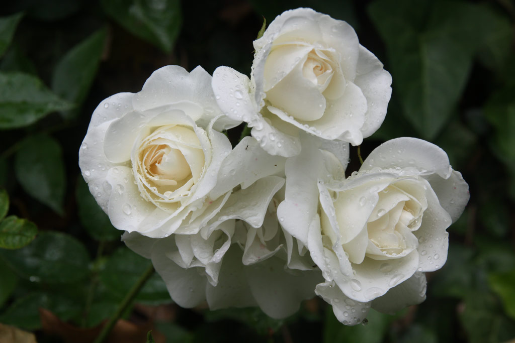 růže Schneewittchen