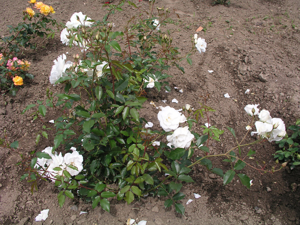 růže Schneewittchen