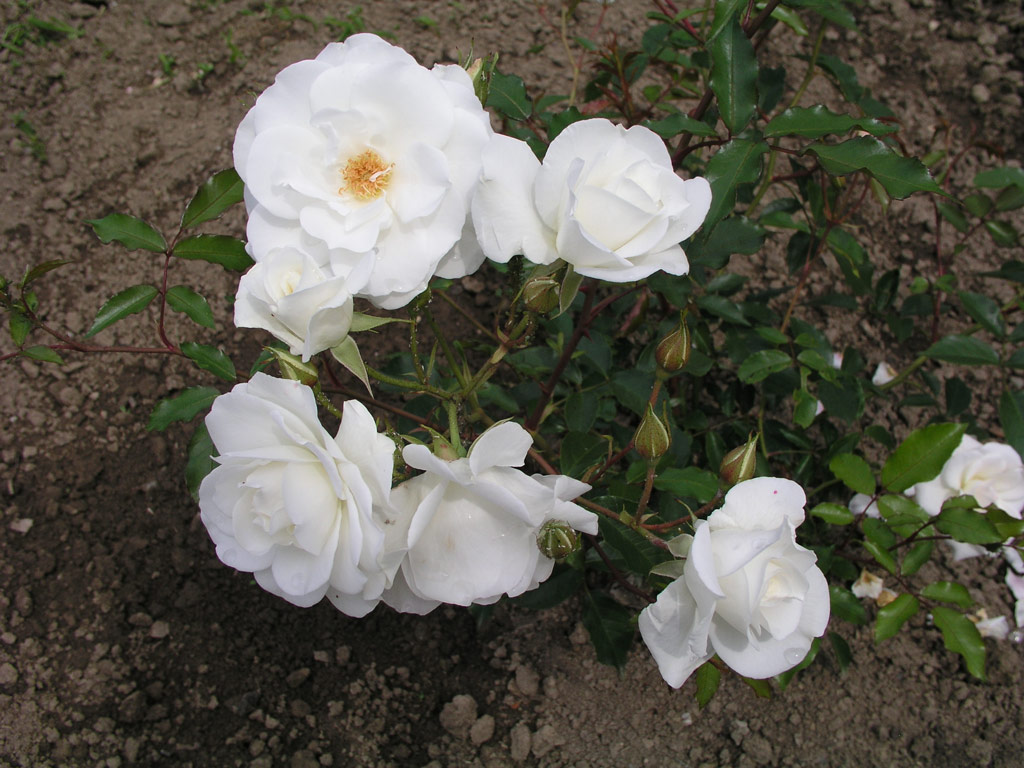 růže Schneewittchen