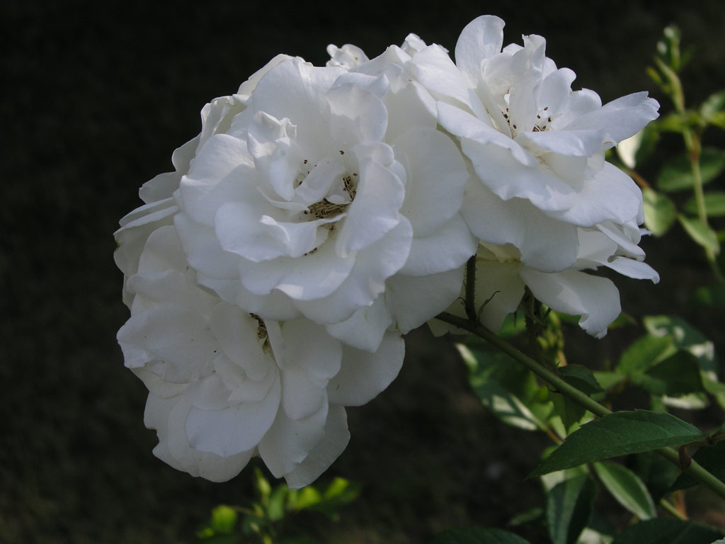 růže Schneewittchen