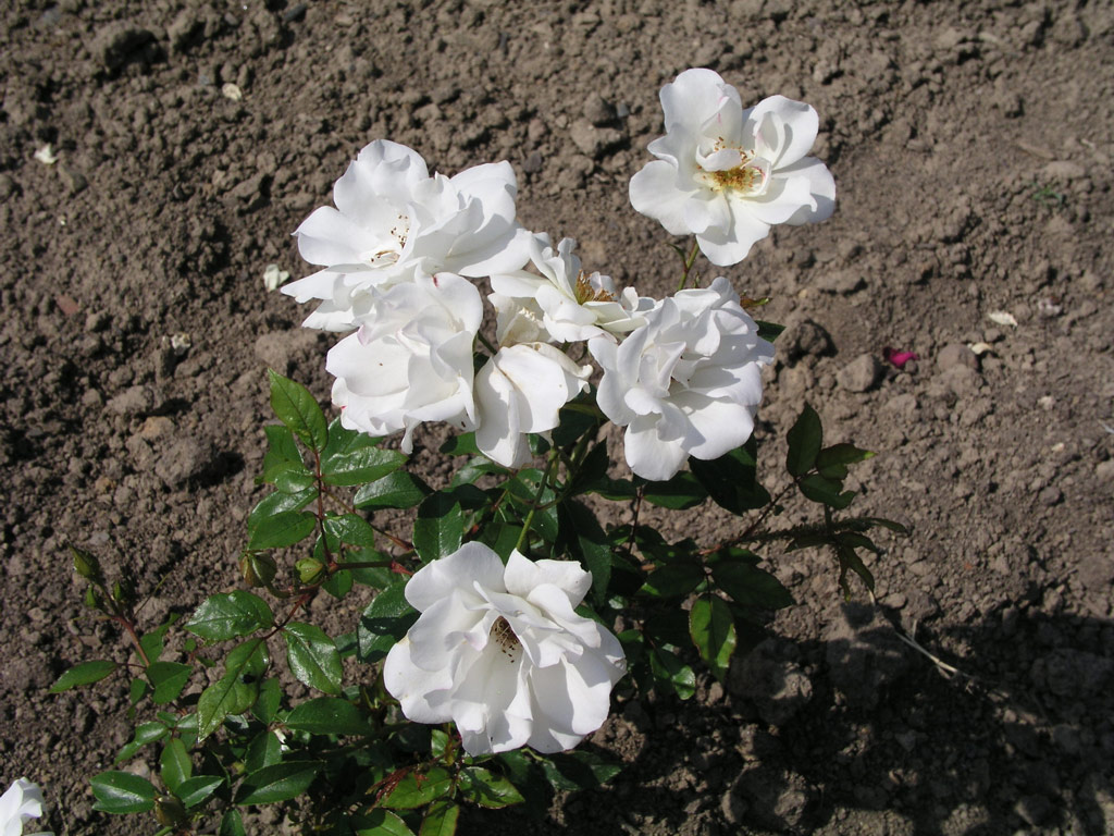 růže Schneewittchen