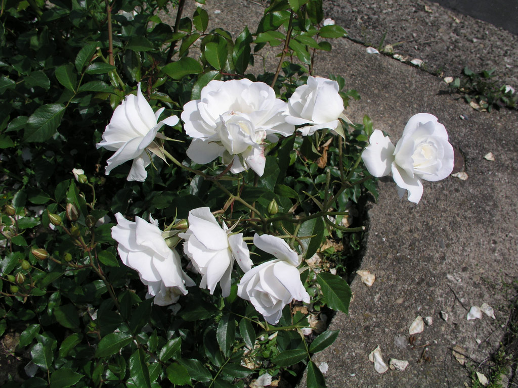 růže Schneewittchen