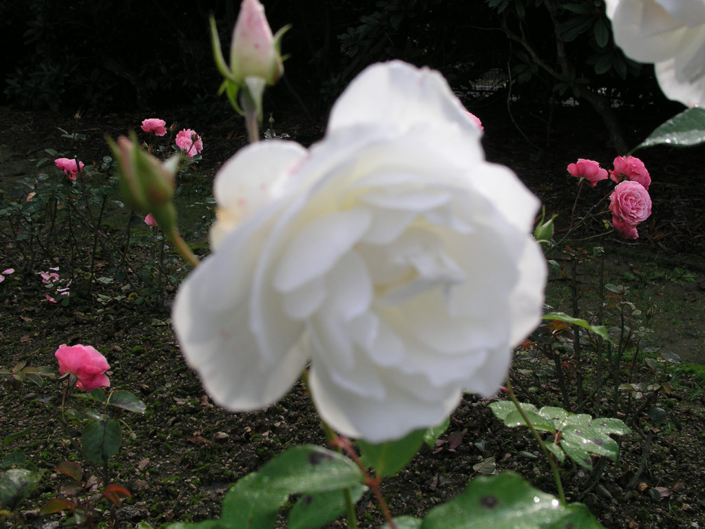 růže Schneewittchen