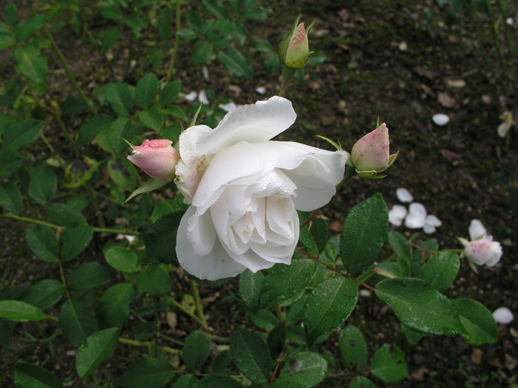 růže Schneewittchen