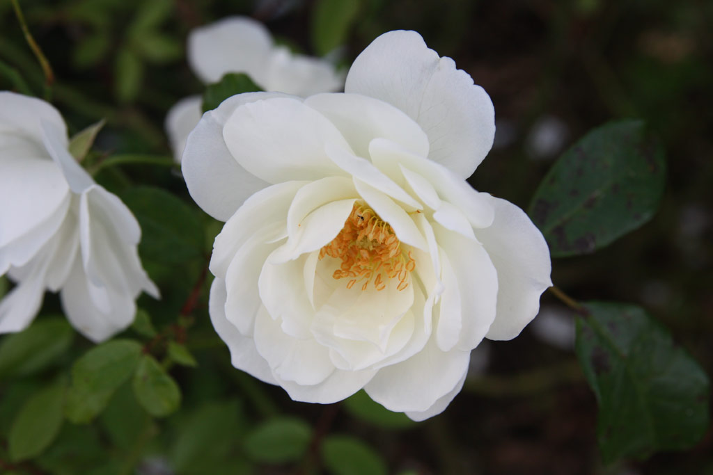 růže Schneewittchen