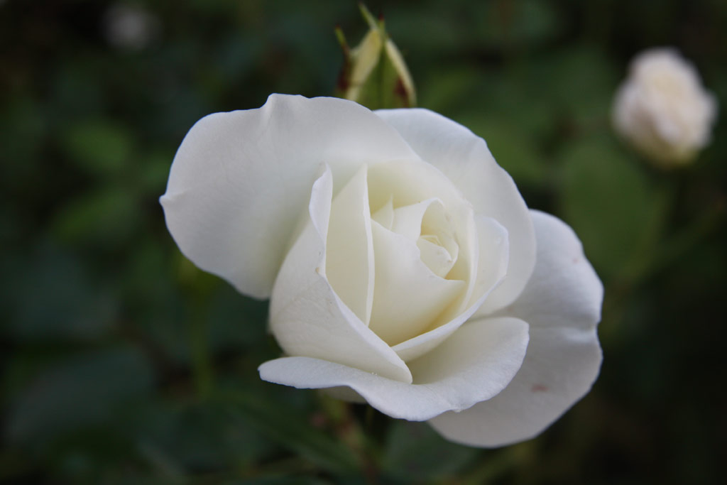 růže Schneewittchen