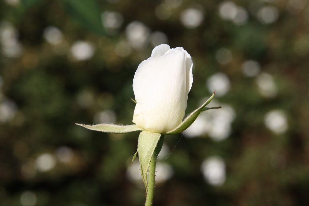 růže Schneewittchen