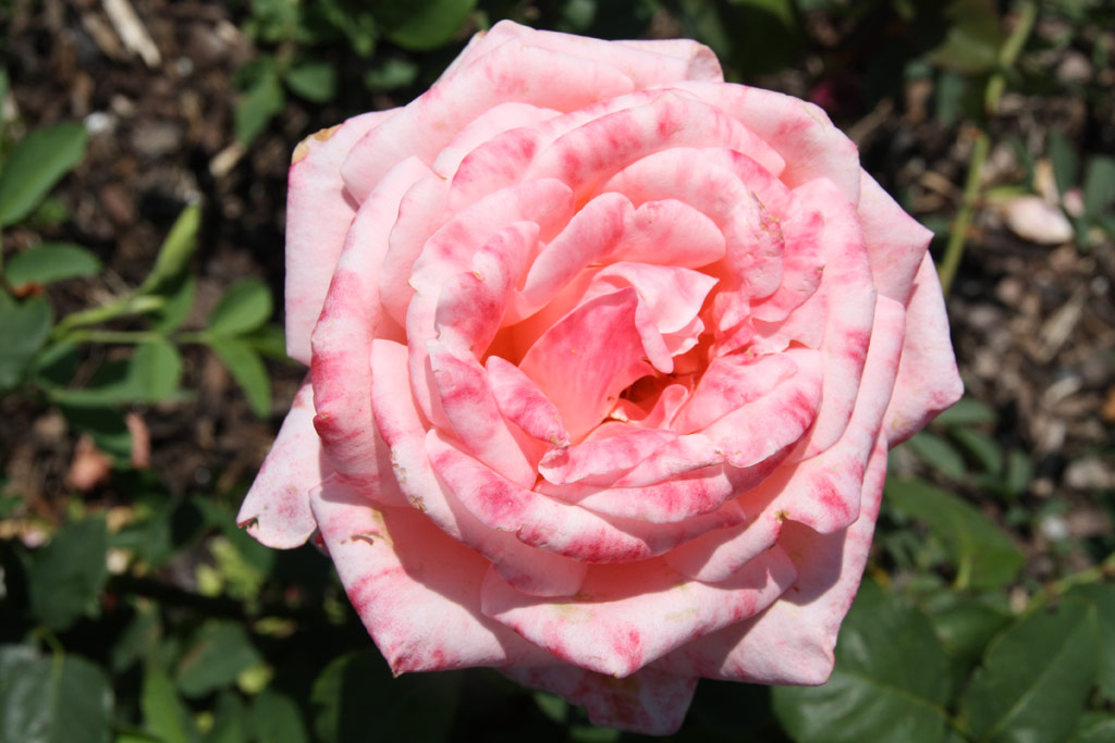 růže Schne Berlinerin