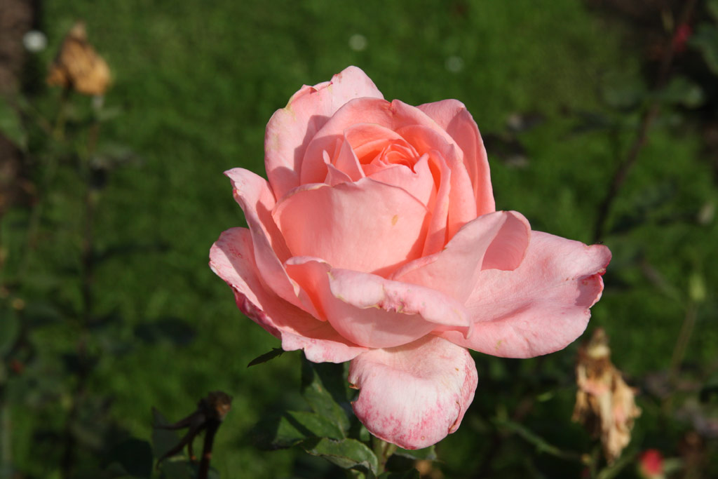 růže Schne Berlinerin