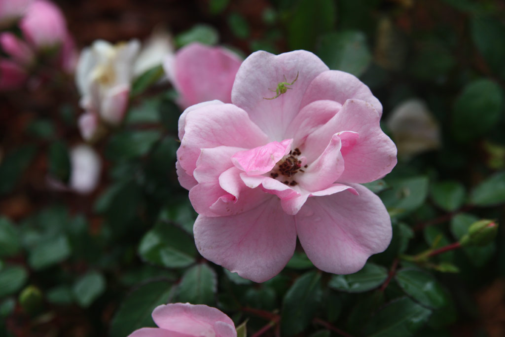 růže Schne Dortmunderin