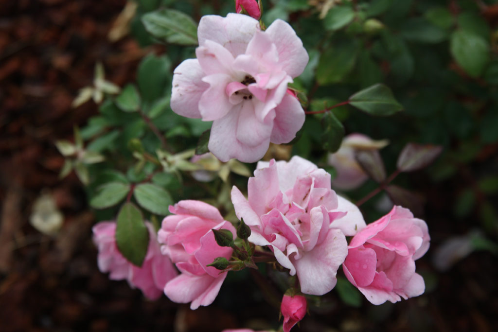 růže Schne Dortmunderin