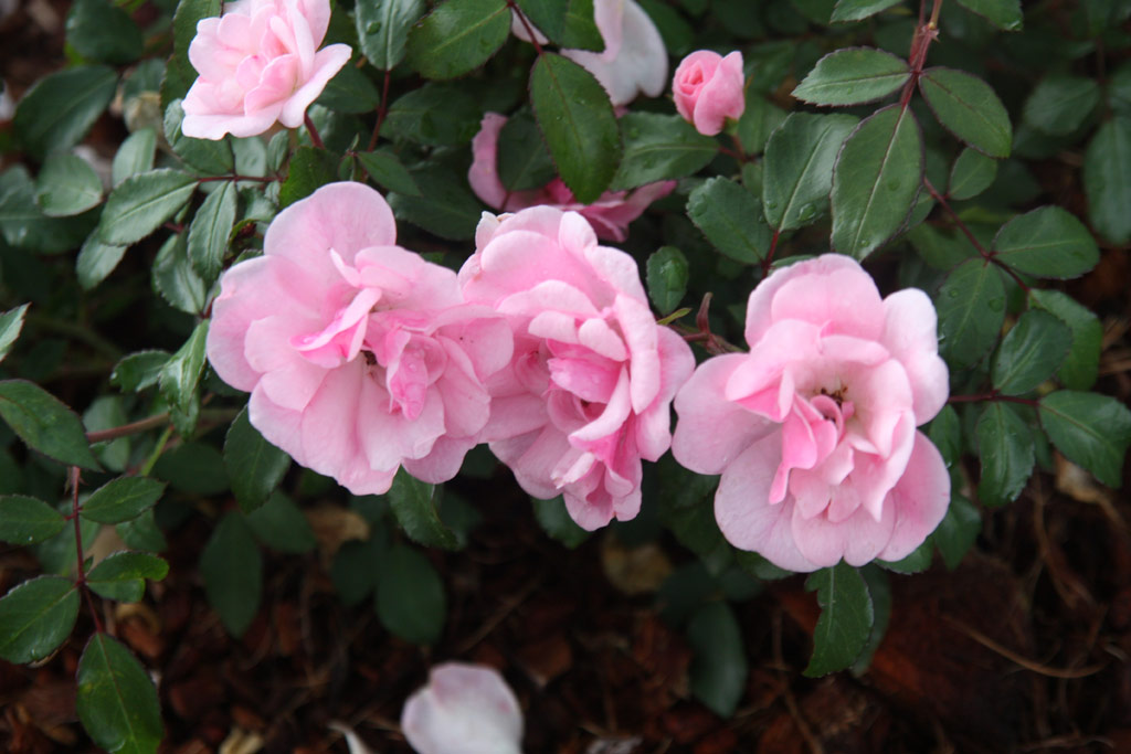 růže Schne Dortmunderin