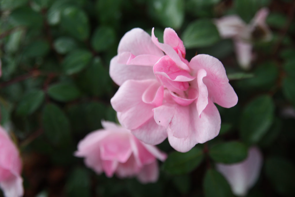 růže Schne Dortmunderin