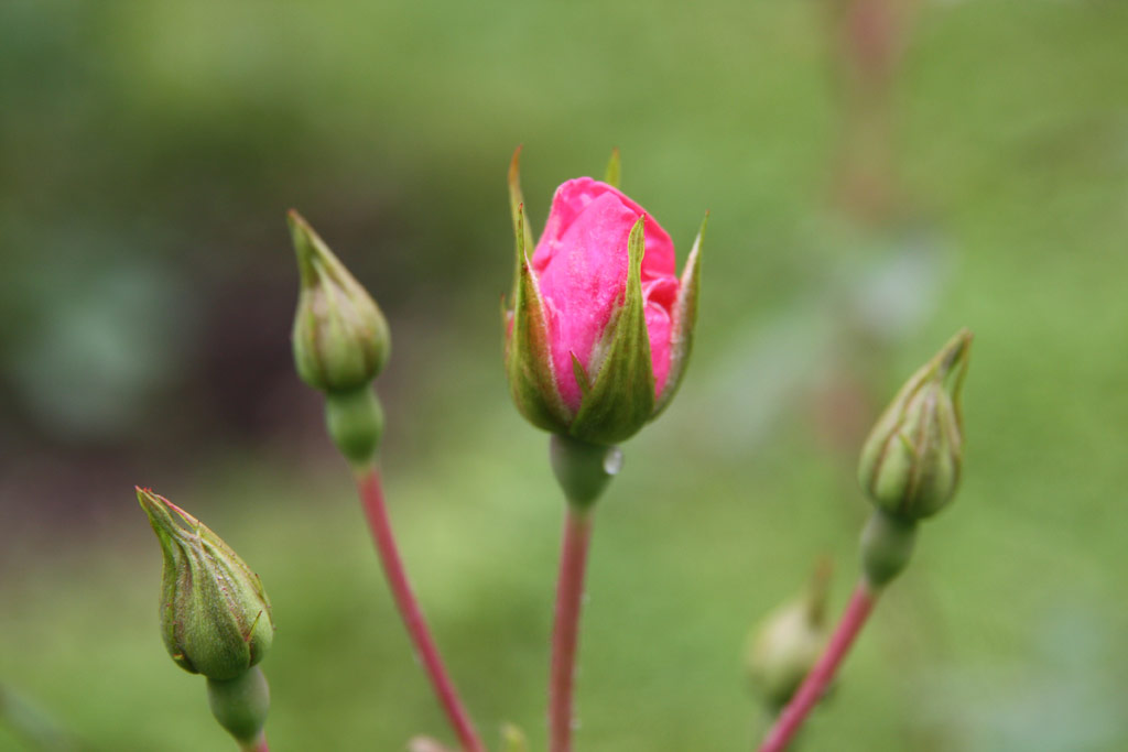 růže Schne Dortmunderin