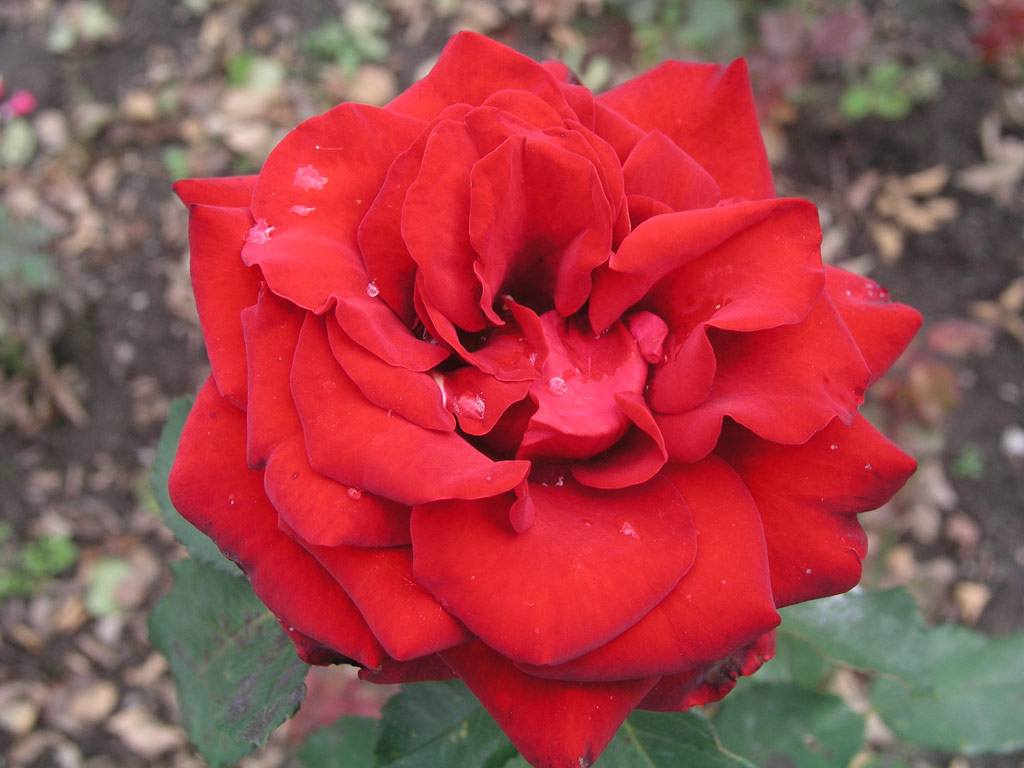 růže Schwarze Madonna