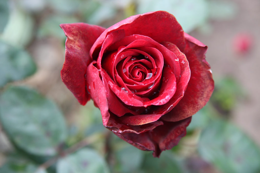 růže Schwarze Madonna