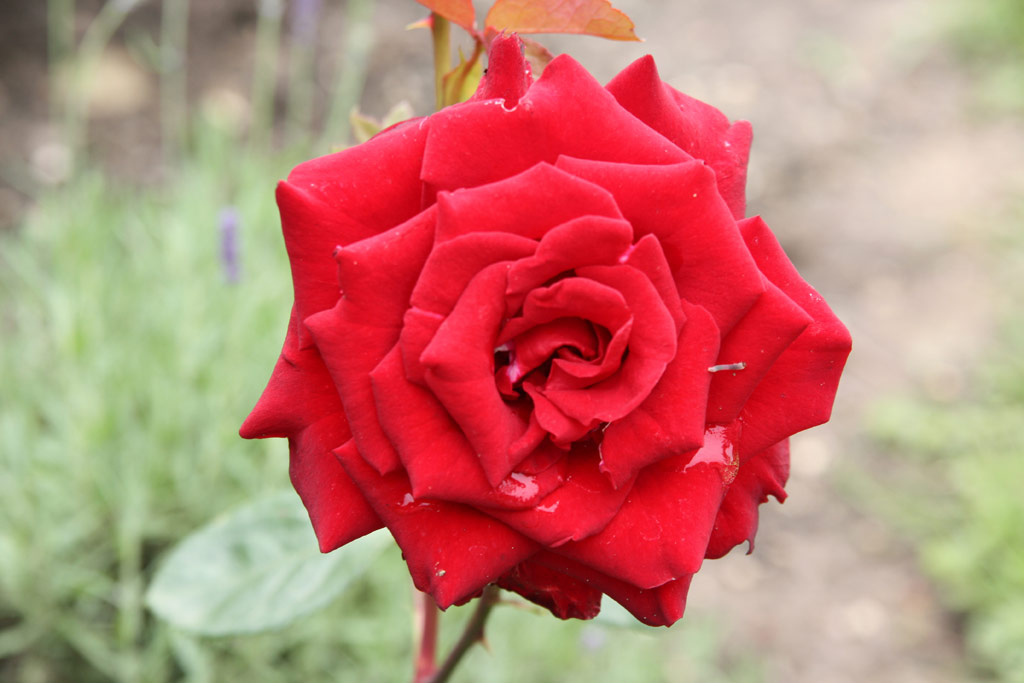 růže Schwarze Madonna