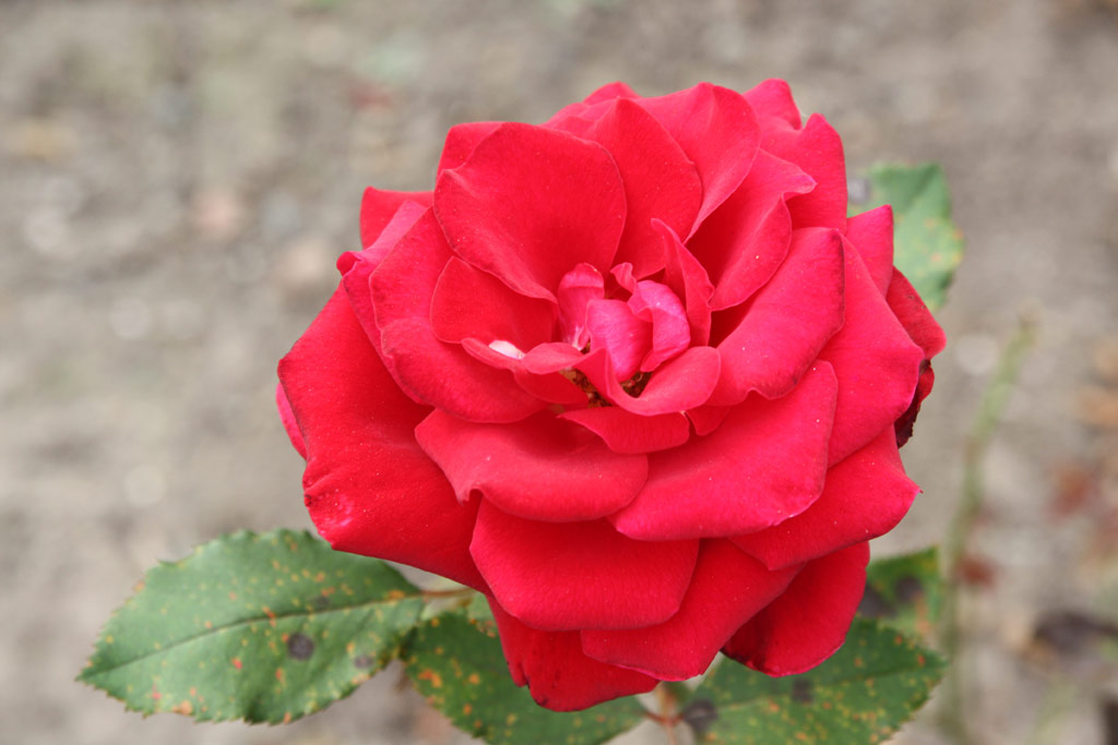 růže Schwarze Madonna