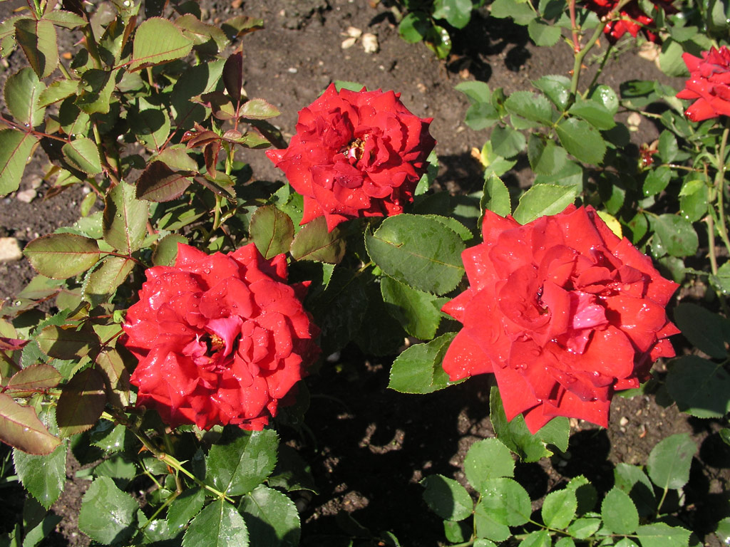 růže Schwarze Madonna